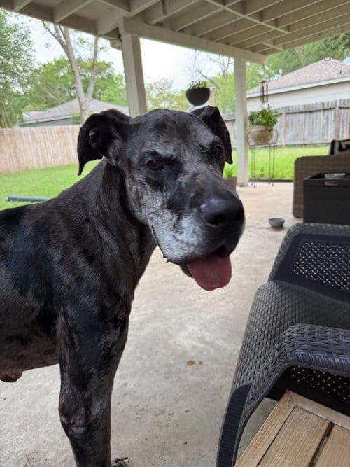 Photo of Oscar Doo, adoptable Great Dane in Bullard, Texas