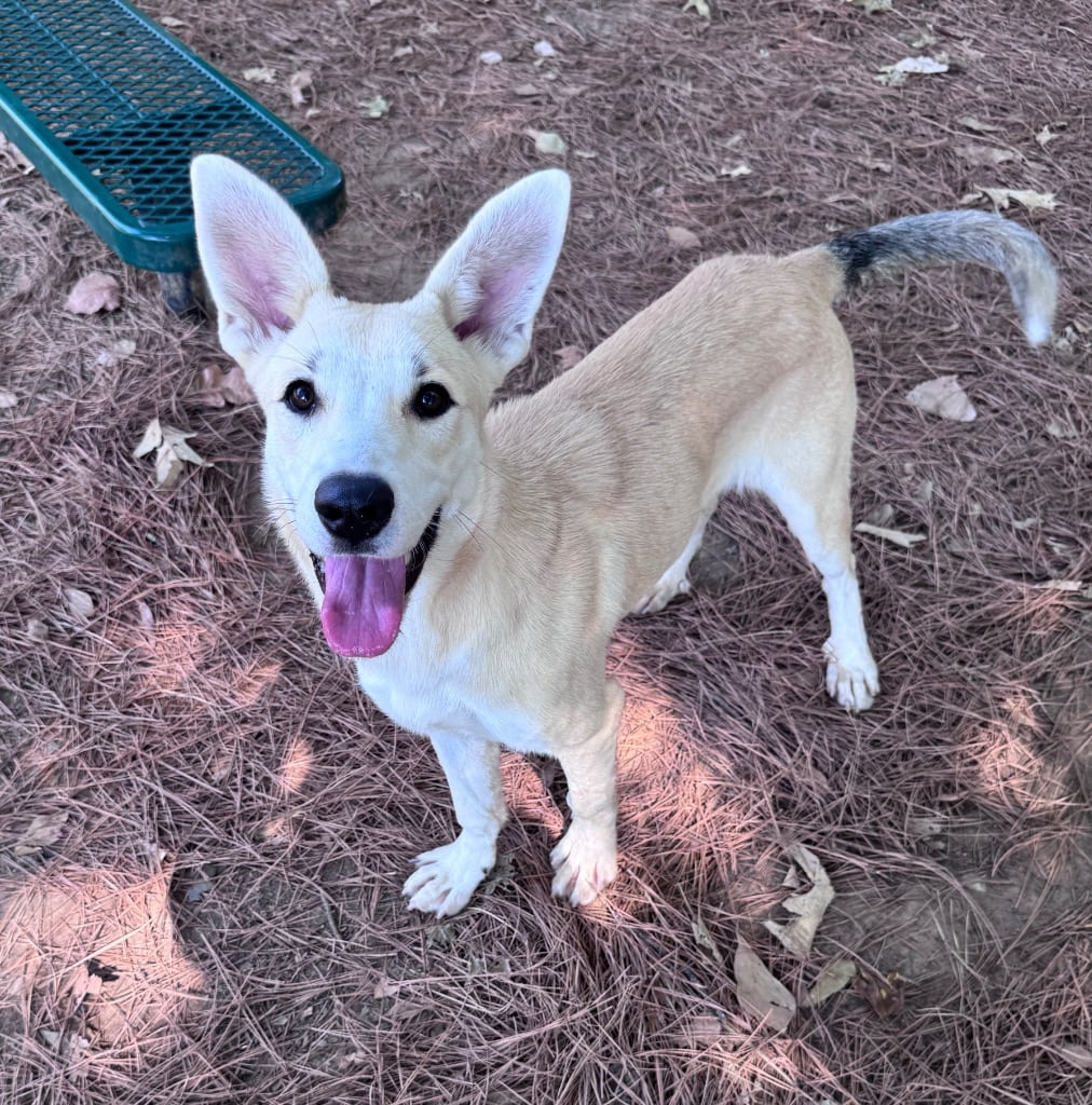 Photo of Priya, adoptable Shepherd in Little Rock, Arkansas