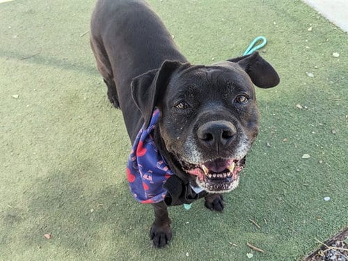 Photo of Missy, adoptable Cane Corso Mastiff in Phoenix, Arizona