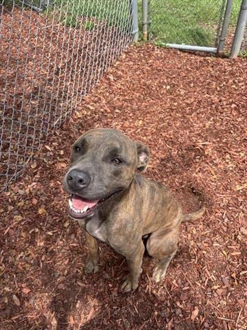 Photo of Wesley, adoptable Pit Bull Terrier in Panama City, Florida