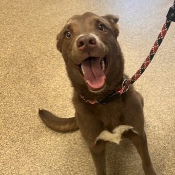 Photo of Primrose, adoptable Mixed Breed (Medium) / None