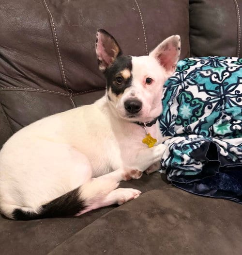 Photo of Ms. Willow, adoptable Corgi in Sandy, Utah
