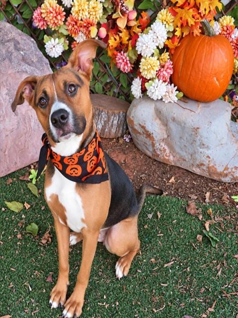 Photo of Molly, adoptable Labrador Retriever mix in Oklahoma City, Oklahoma