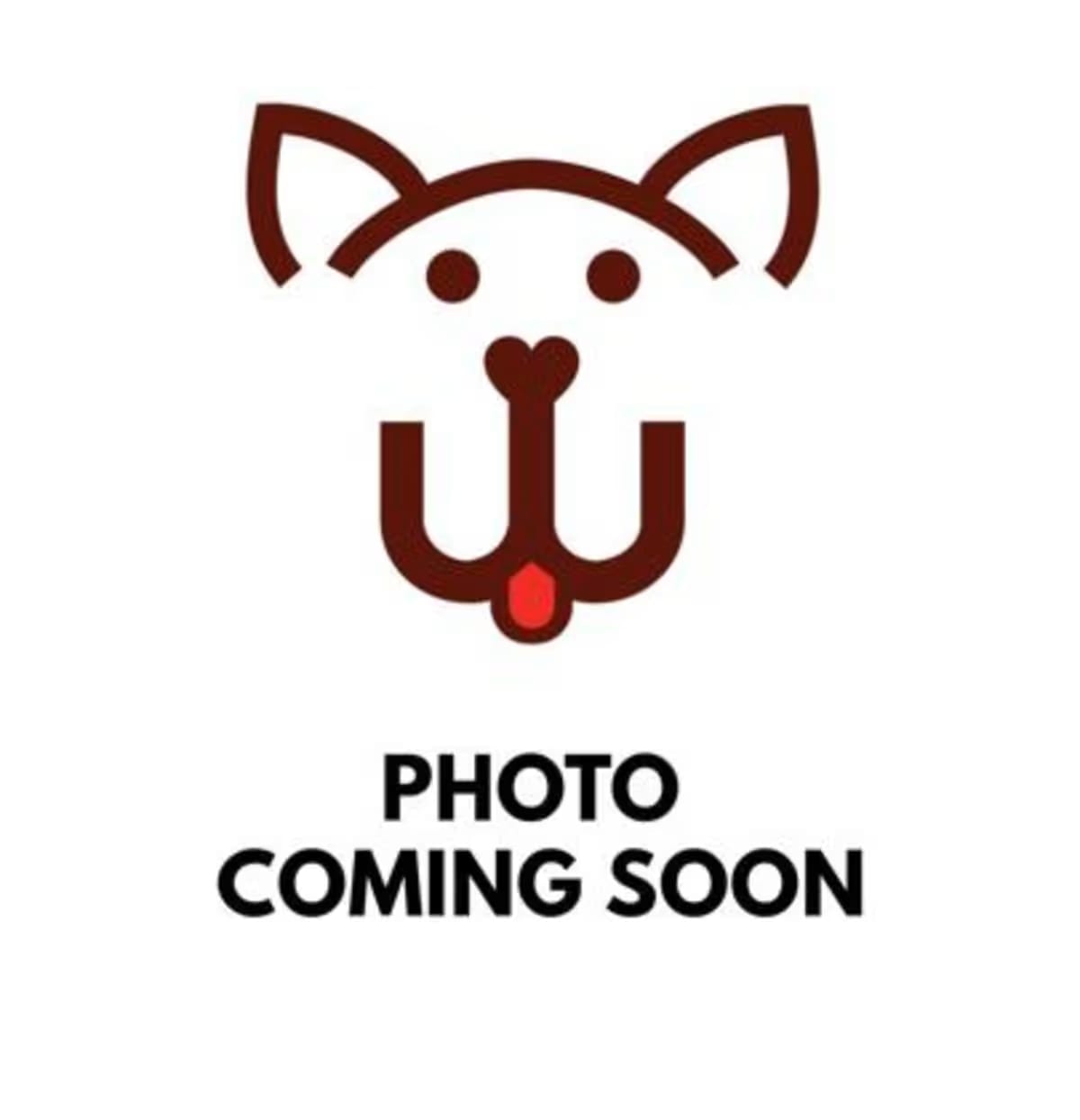 Photo of Gigi, adoptable Jack Russell Terrier in Columbia, South Carolina