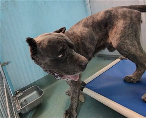 Photo of Fezzik, adoptable Cane Corso Mastiff in Baldwin Park, California