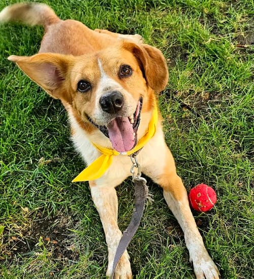 Photo of Redford, adoptable Labrador Retriever in Brooklyn Center, Minnesota