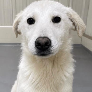 Photo of Vera, adoptable Mixed Breed (Large) in Skokie, Illinois