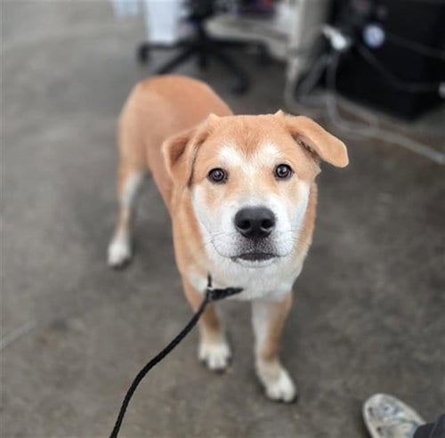 Photo of Lady, adoptable Chow Chow in Dallas, Texas