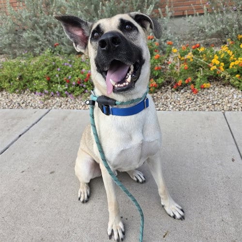 Photo of Capone, adoptable Anatolian Shepherd in Mesa, Arizona