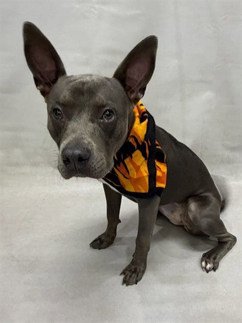 Photo of Harper, adoptable Terrier in Sanford, Florida
