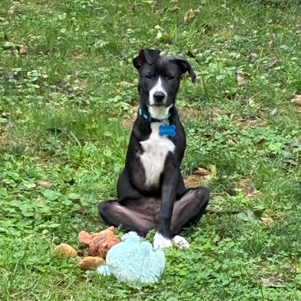 Photo of Bravo, adoptable Retriever, Black Labrador / Mixed Breed (Medium) in Fairfax Station, Virginia