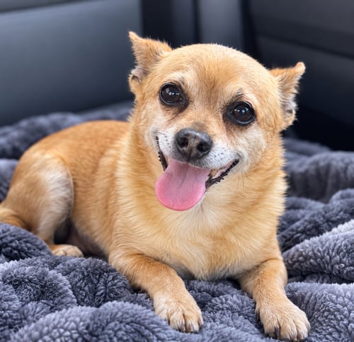 Photo of Maple, adoptable Chihuahua in Mooresville, North Carolina