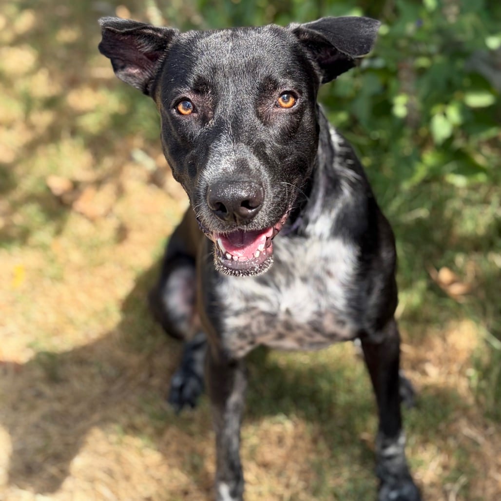 Photo of Benny 26-07-091, adoptable American Blue Heeler / Mixed Breed (Medium) in Bastrop, Texas