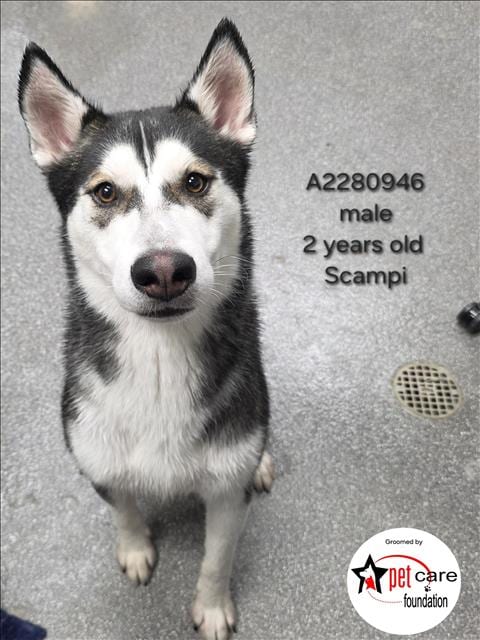 Photo of Scampi, adoptable Siberian Husky in Los Angeles, California