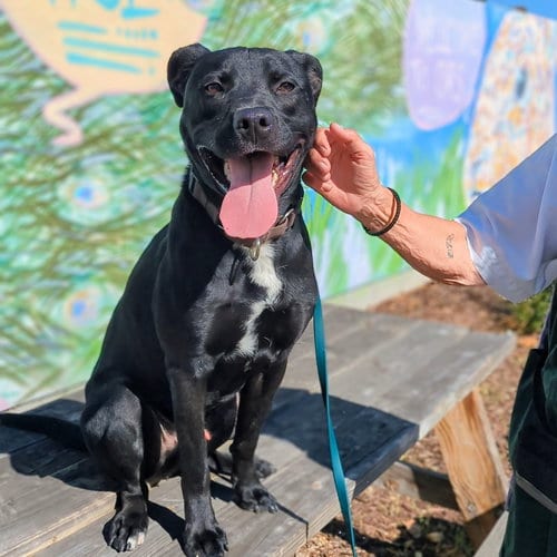 Photo of Dusty, adoptable Labrador Retriever in Oakland, California