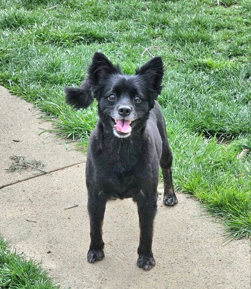 Photo of Pogo, adoptable Pomeranian in Lebanon, Pennsylvania