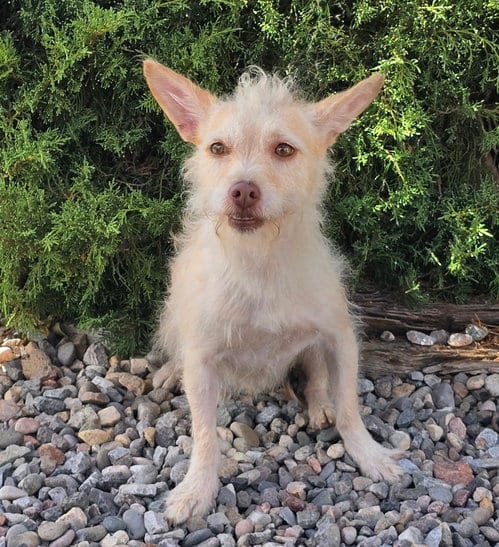 Photo of Simply Sweet Lil Mr Sirga ~ Chorkie, adoptable Yorkshire Terrier Yorkie in Albuquerque, New Mexico