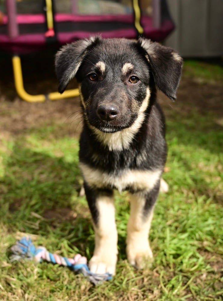 Photo of Shiloh, adoptable Shepherd in Dana Point, California
