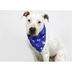 Photo of Nila, adoptable Bull Terrier in Ft Lauderdale, Florida