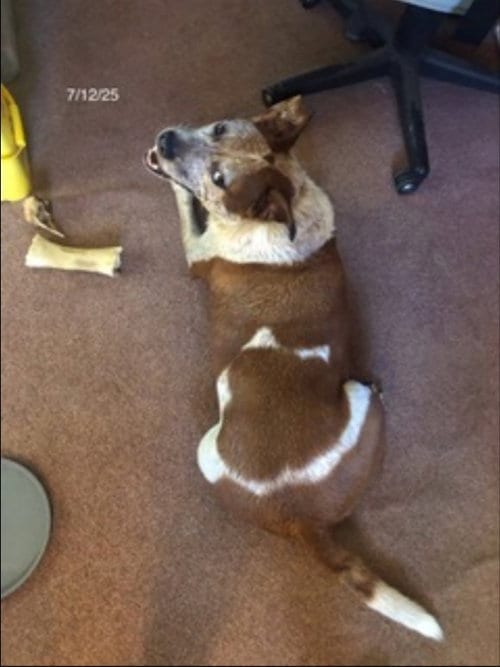 Photo of Treasure, adoptable Cattle Dog in Winston Salem, North Carolina