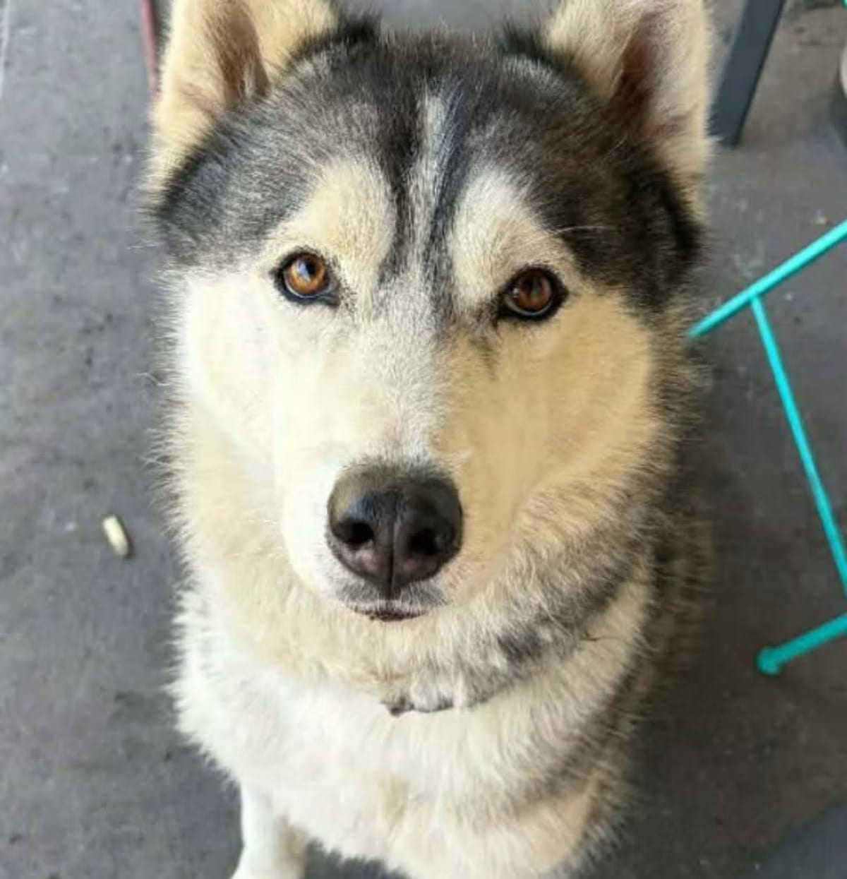 Photo of Shadow, adoptable Siberian Husky in Lakeland, Florida
