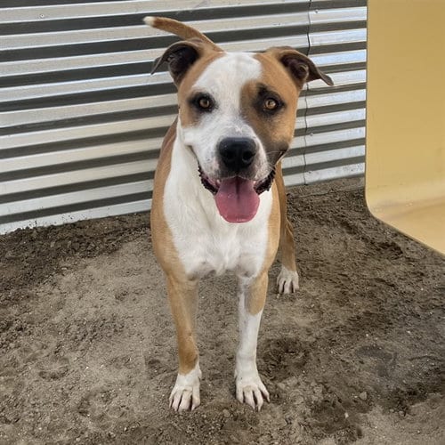 Photo of Wyatt, adoptable Pit Bull Terrier in Thousand Palms, California