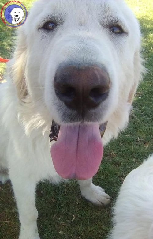 Photo of Rocco, adoptable Great Pyrenees in Spring, Texas