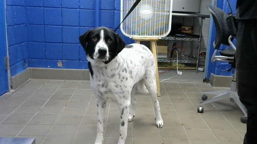 Photo of Gum Ball, adoptable Bluetick Coonhound in Albuquerque, New Mexico