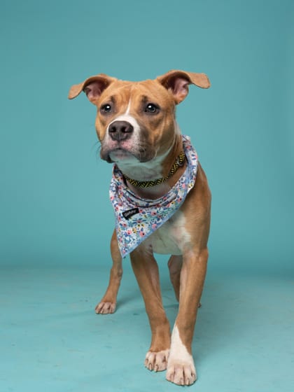 Photo of Jenka, adoptable dog in Atlanta, Georgia