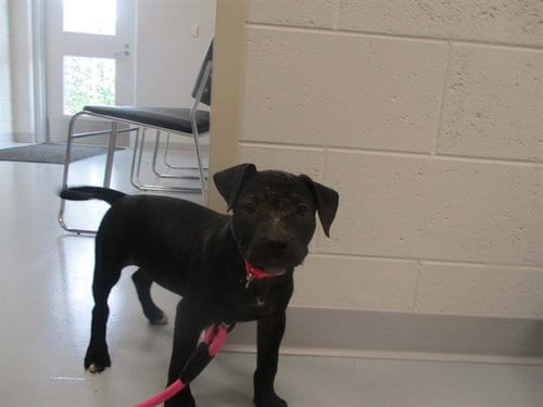 Photo of Shadow, adoptable Staffordshire Bull Terrier in Ocala, Florida