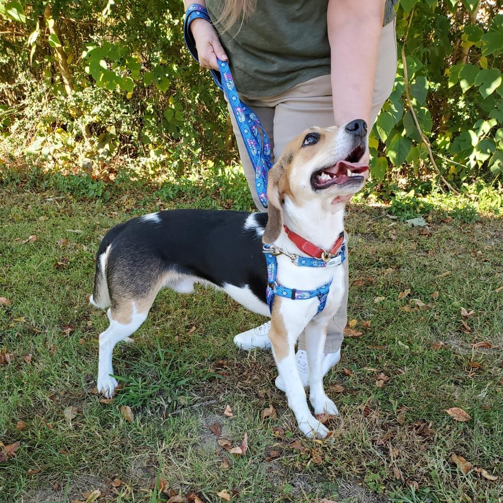 Photo of Brent, adoptable Mixed Breed (Medium) in Fredericksburg, Virginia