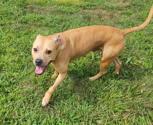 Photo of Fancy, adoptable Pit Bull Terrier in Springfield, Massachusetts