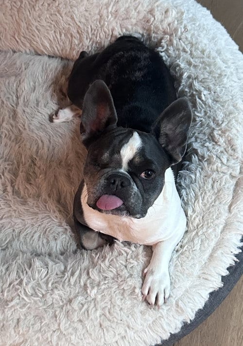 Photo of Cardi, adoptable French Bulldog in St. Louis Park, Minnesota