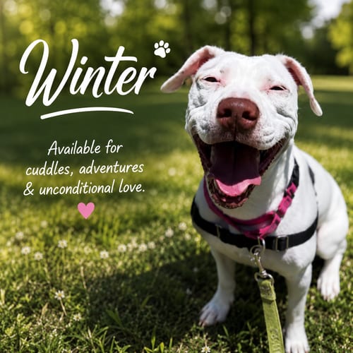 Photo of Winter, adoptable American Pit Bull Terrier in Baltimore, Maryland