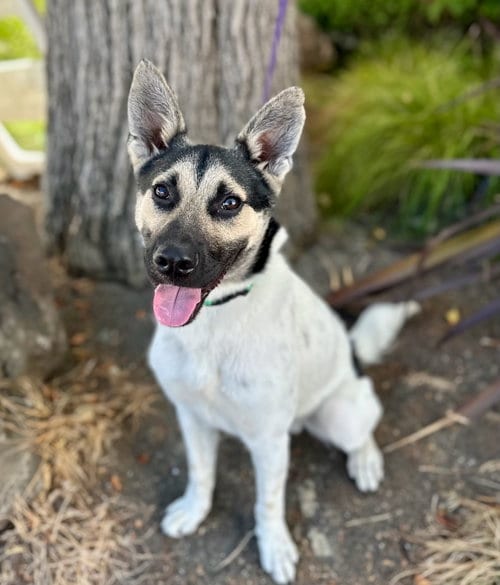 Photo of Ty, adoptable Australian Cattle Dog/Blue Heeler in Romoland, California