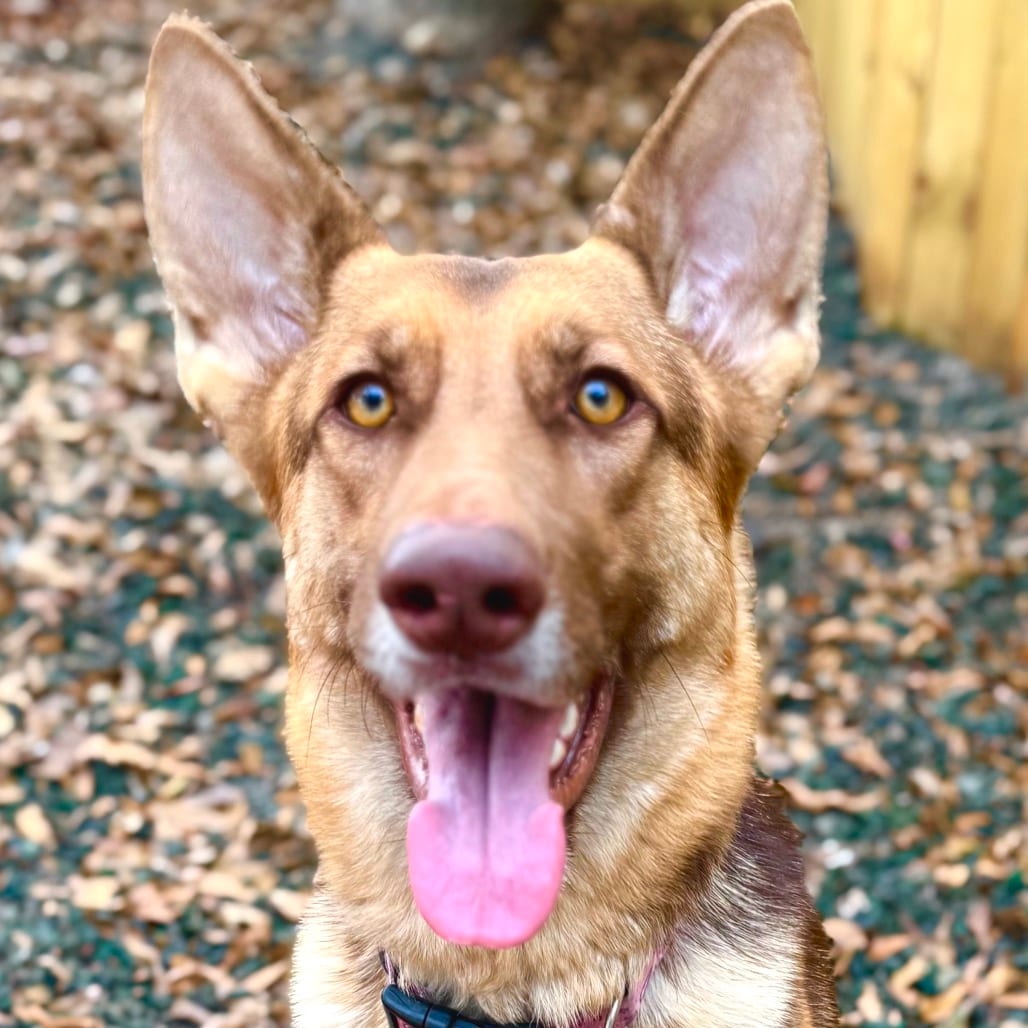 Photo of Elsie, adoptable Shepherd in Decatur, Georgia