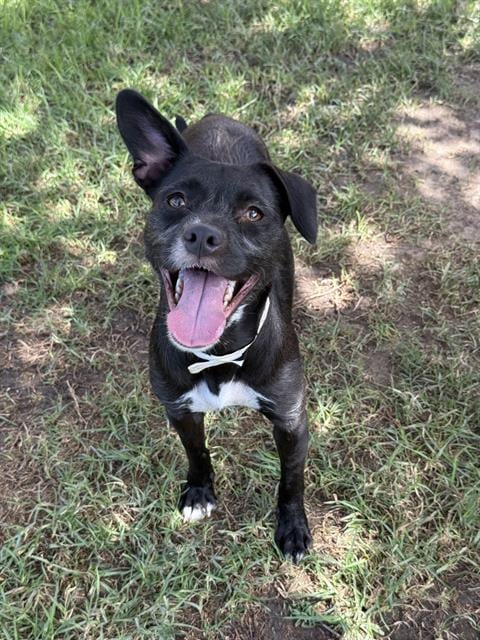 Photo of Bonnie, adoptable Terrier in Riverside, California