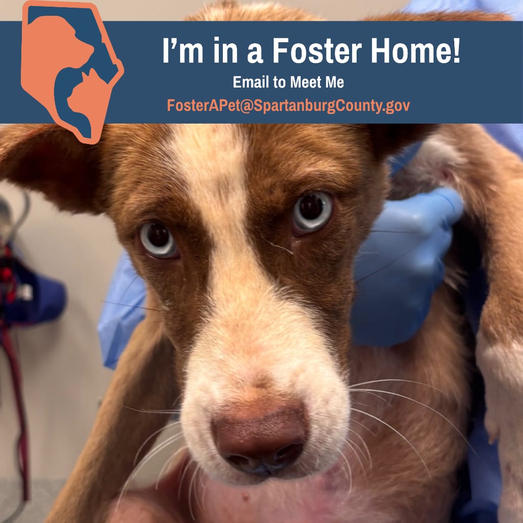 Photo of Elijah, adoptable Shepherd, Australian in Spartanburg, South Carolina