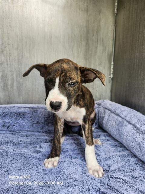 Photo of Safiro, adoptable American Staffordshire Terrier in San Antonio, Texas