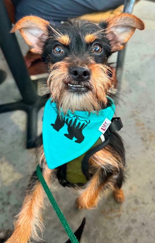 Photo of Captain, adoptable Yorkshire Terrier Yorkie in San Diego, California