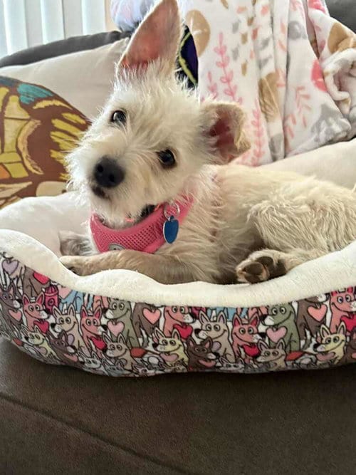 Photo of Olivia, adoptable Terrier in San Diego, California