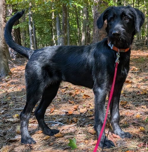 Photo of Nessa, adoptable Labrador Retriever in Pittsboro, North Carolina