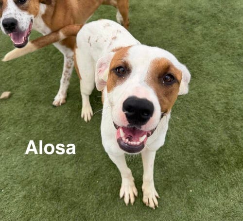 Photo of Alosa, adoptable Hound in Evansville, Indiana