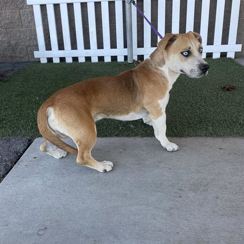 Photo of A614680, adoptable Siberian Husky in Modesto, California