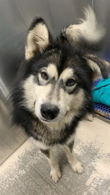 Photo of Pup, adoptable Alaskan Malamute in Fairbanks, Alaska