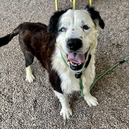 Photo of Bogey, adoptable Border Collie in Mesa, Arizona