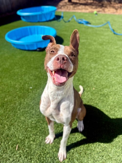 Photo of Remi, adoptable American Pit Bull Terrier in Sparks, Nevada