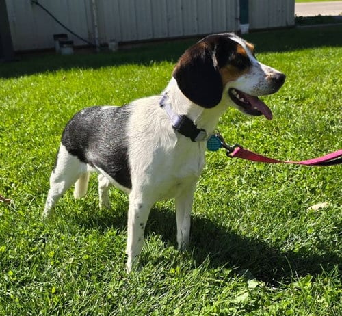 Photo of Stella, adoptable Beagle in St Clairsville, Ohio
