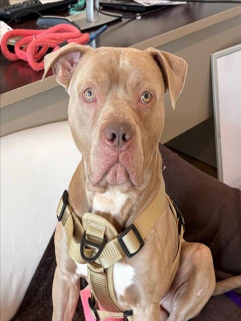 Photo of Grimace, adoptable American Pit Bull Terrier in Derwood, Maryland
