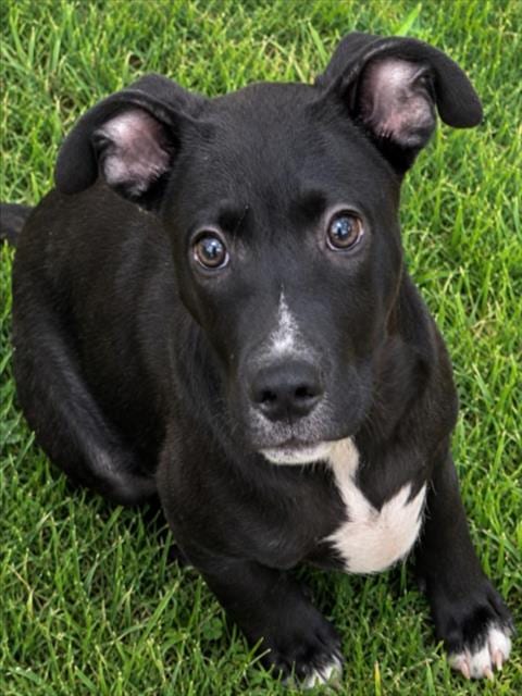 Photo of Midnight, adoptable Pit Bull Terrier in Texas City, Texas